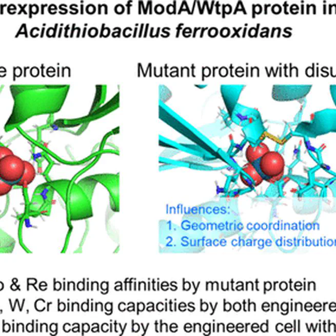 Overexpression of a Designed Mutant Oxyanion Binding Protein ModA/WtpA in Acidithiobacillus ferrooxidans for the Low pH Recovery of Molybdenum and Rhenium