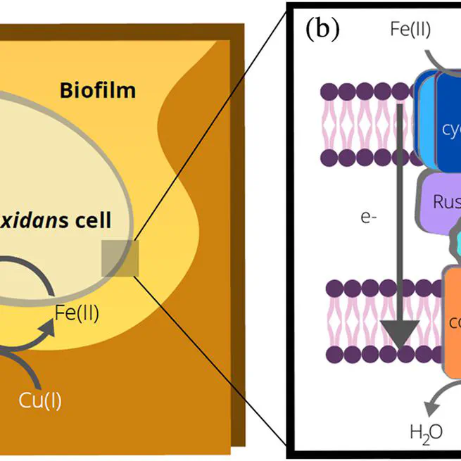 Computational structure prediction provides a plausible mechanism for electron transfer by the outer membrane protein Cyc2 from Acidithiobacillus ferrooxidans