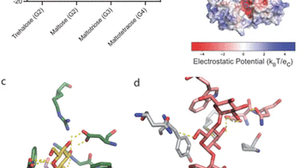 Maltodextrin Transport in the Extremely Thermophilic, Lignocellulose Degrading Bacterium Anaerocellum bescii