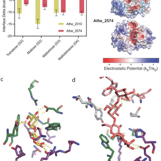 Maltodextrin Transport in the Extremely Thermophilic, Lignocellulose Degrading Bacterium Anaerocellum bescii