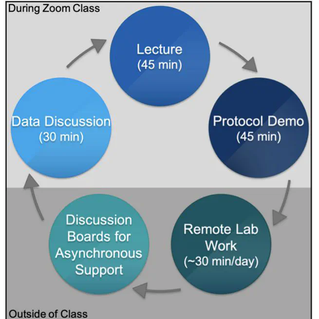 A Remote, Hands-on, and Low Cost Sourdough Lab for First Year Chemical Engineering Students